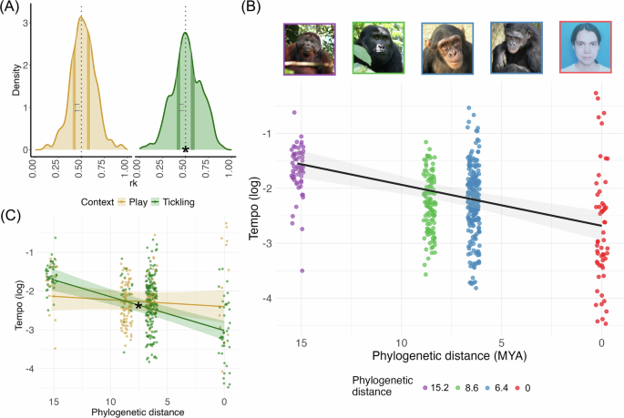 Rhythm and timing in laughter reveal that human vocal plasticity falls on a hominid continuum