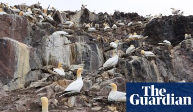 Call to phase out ‘inhumane’ guga hunt by working with Hebridean islanders | Birds
