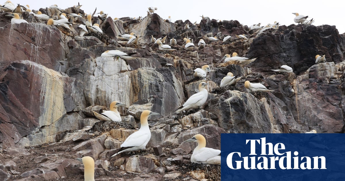 Call to phase out ‘inhumane’ guga hunt by working with Hebridean islanders | Birds