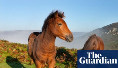 Dartmoor pony cull proposal prompts urgent call for livestock rule change | Dartmoor