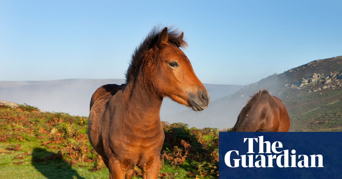 Dartmoor pony cull proposal prompts urgent call for livestock rule change | Dartmoor