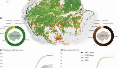 Fire risk mitigation underpins durable Nature-based Climate Solutions in the Amazon