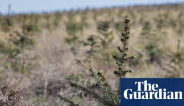 Tax-break trees: how woodland became a store of wealth for the rich | Tax avoidance