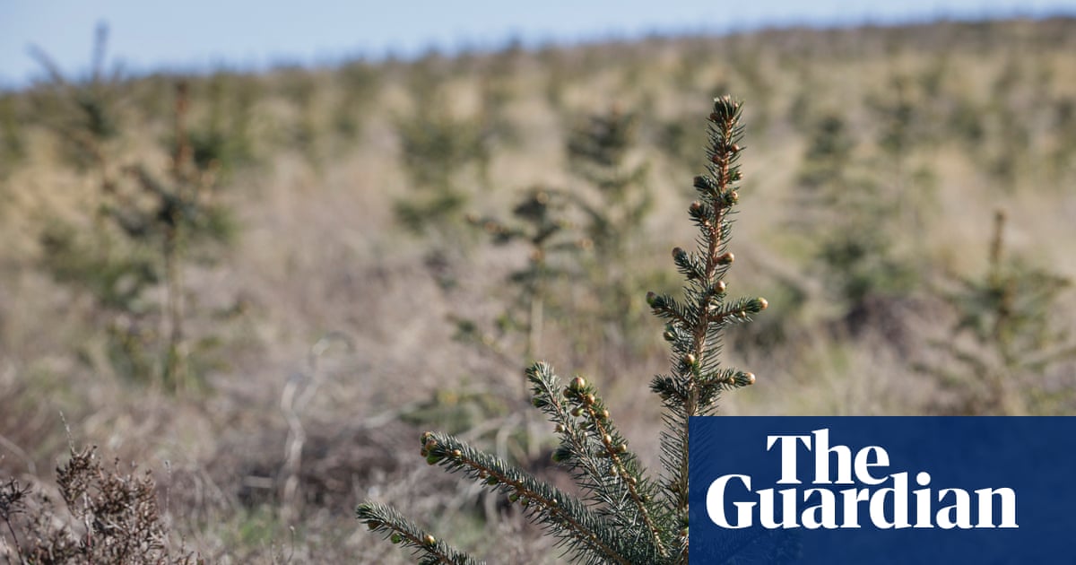 Tax-break trees: how woodland became a store of wealth for the rich | Tax avoidance