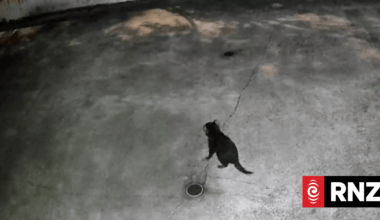 Tasmanian devil on the loose in Gold Coast after making 'abnormally large leap'