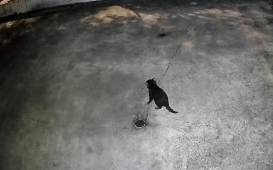 A Tasmanian devil on the loose in Australia's Gold Coast.