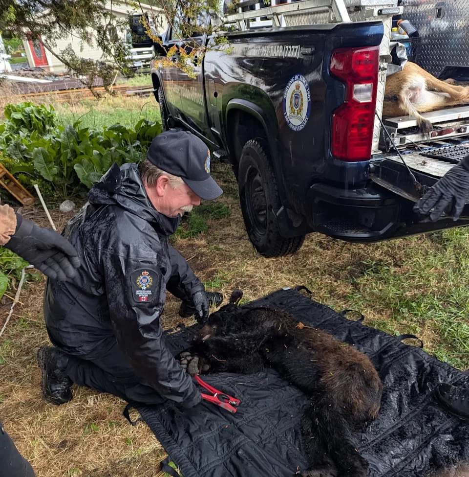 The black yearling bear lying next to conservation officers after getting tranquilized. The bear was later relocated.