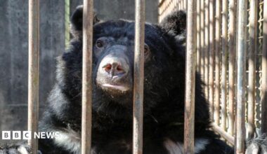 A black moon bear looks out of a small cage with bars. It has its paws resting on top of the bars as it looks at the camera.