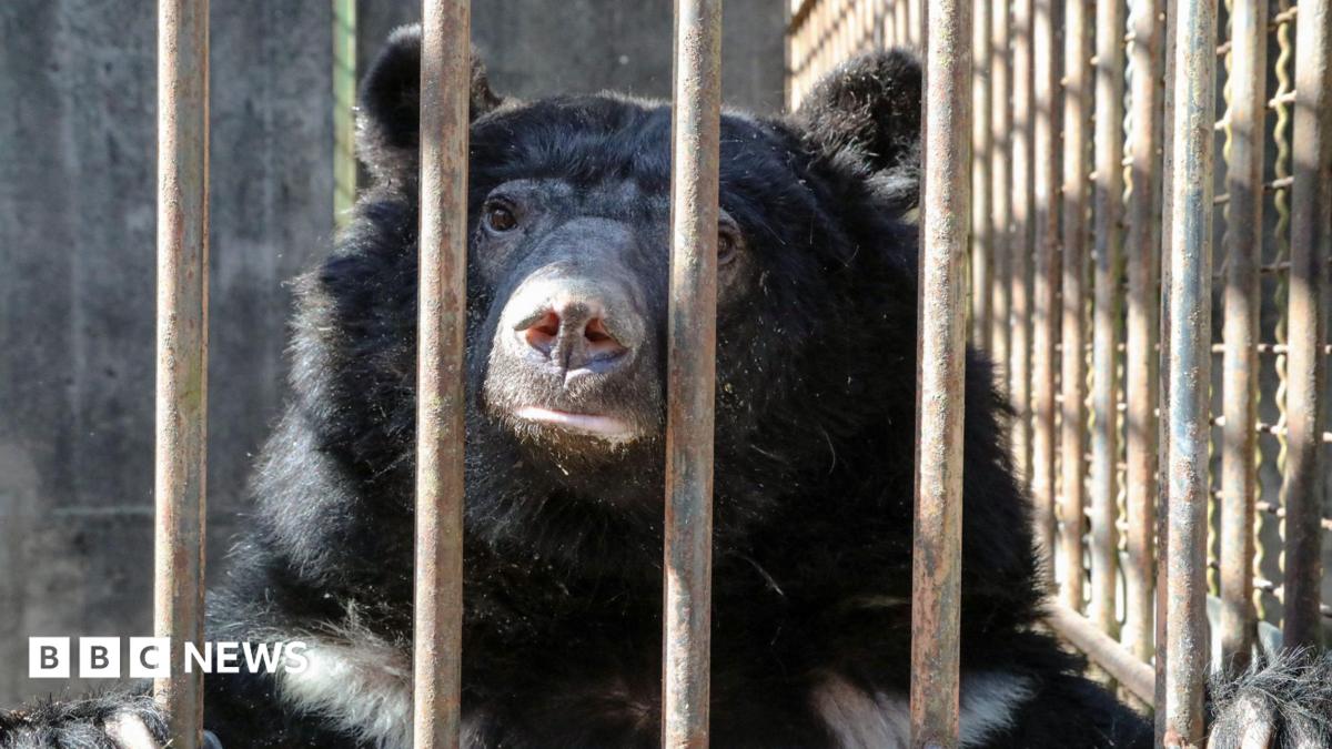 A black moon bear looks out of a small cage with bars. It has its paws resting on top of the bars as it looks at the camera.