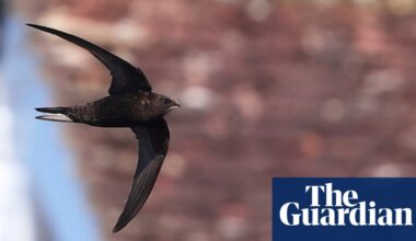 Noted Surrey colony of at-risk swifts destroyed during nesting season | Birds