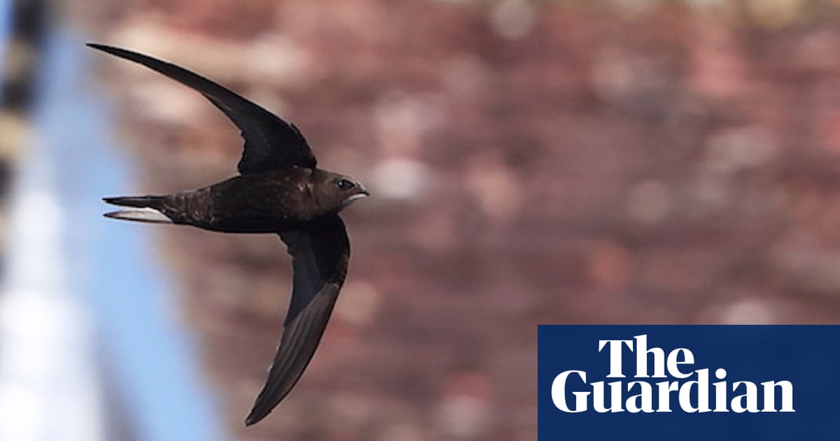 Noted Surrey colony of at-risk swifts destroyed during nesting season | Birds
