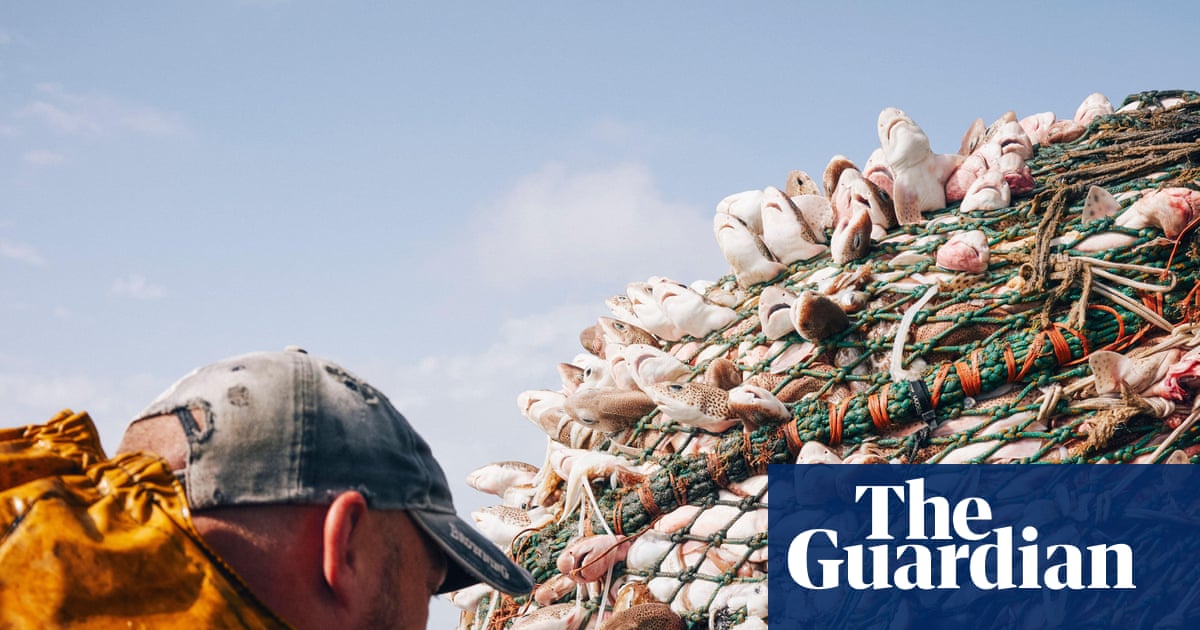 Bycatch has ‘shocking’ toll on British marine life, first-ever analysis reveals | Marine life
