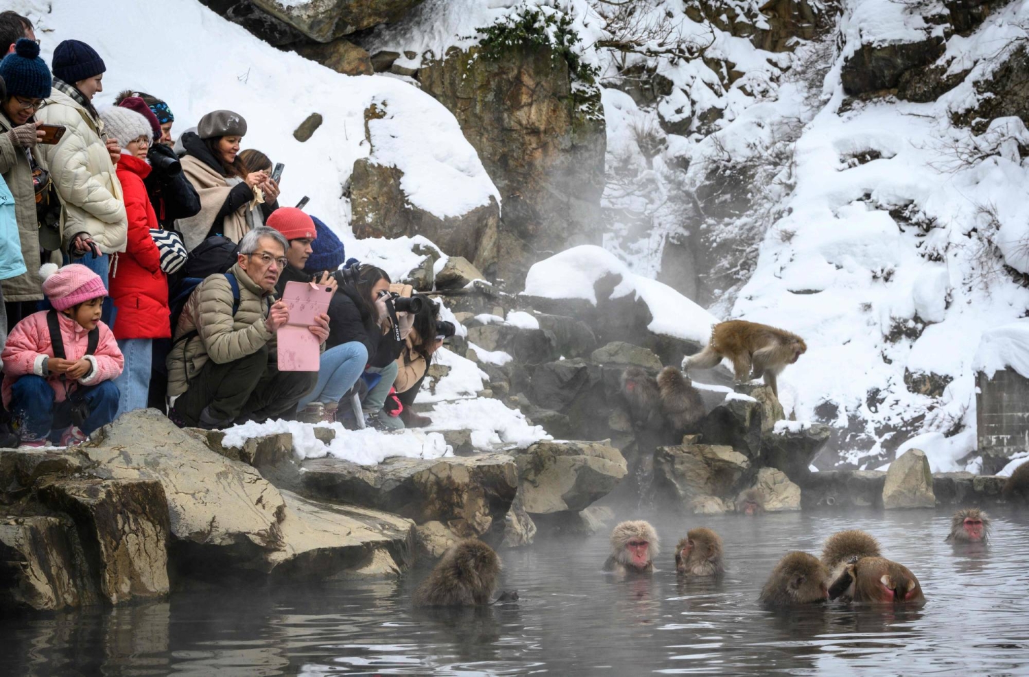 Japan ‘snow monkey’ park to cap visitors after overcrowding and bad behavior