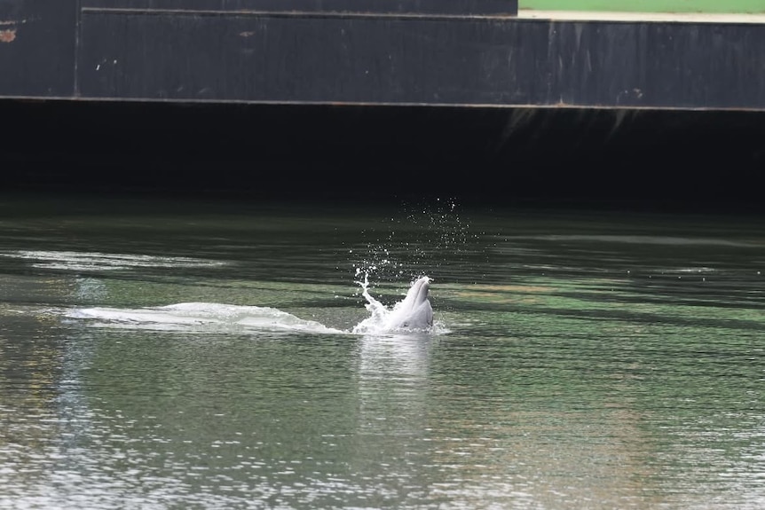 A dolphin pokes its head above the water as it swims on its back in a river.