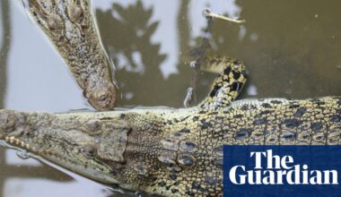 Wowcher apologises for email referencing toddler crocodile attack | UK news