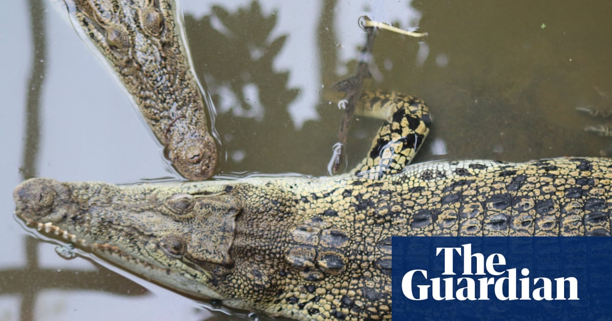 Wowcher apologises for email referencing toddler crocodile attack | UK news