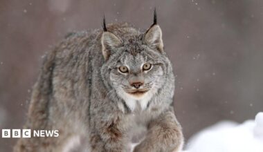 A Canadian Lynx in the snow