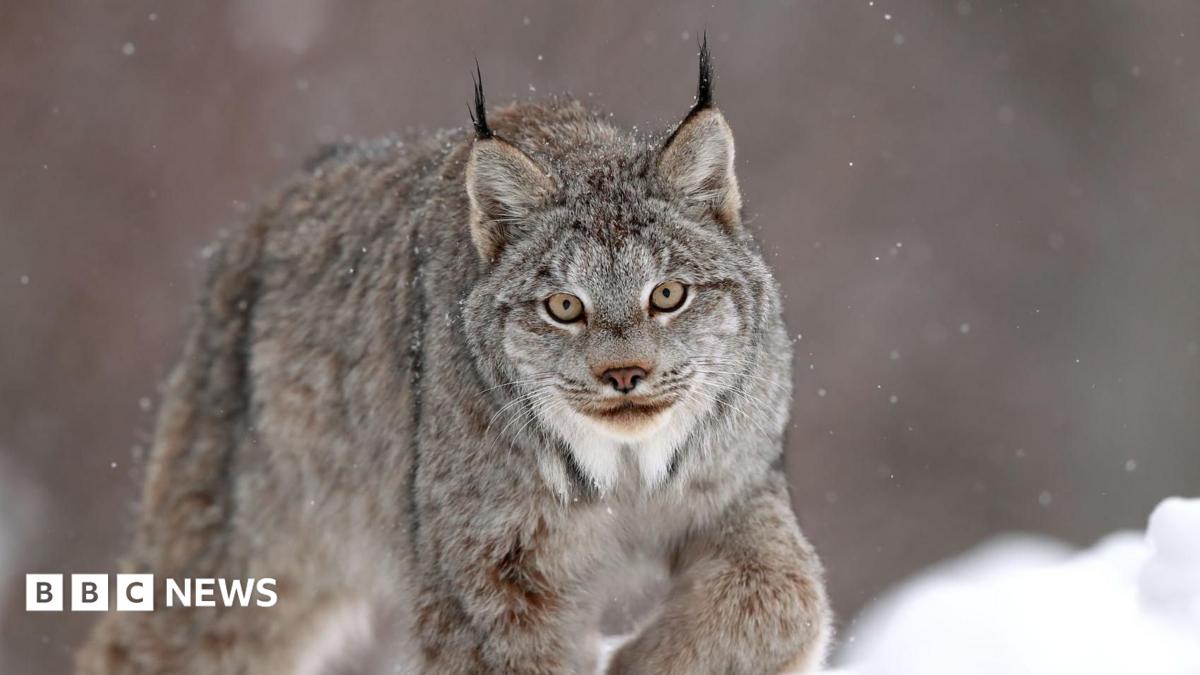 A Canadian Lynx in the snow