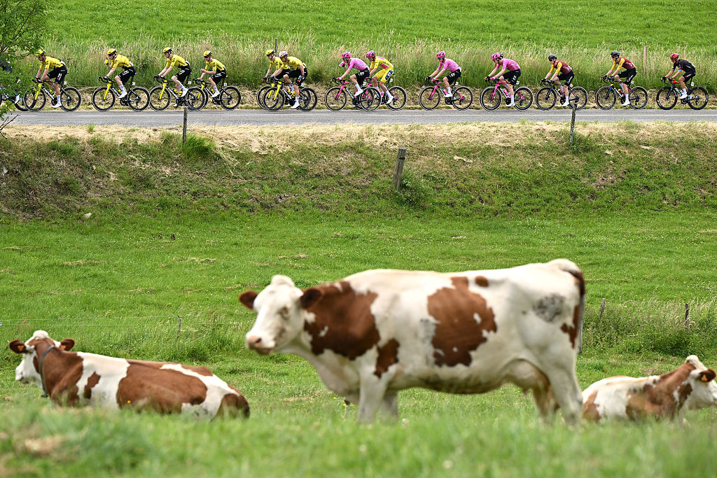 The peloton on a straight road in the distance behind a group of three brown and white cows