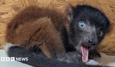 A black and light brown lemur with its tongue sticking out. It is sat on a grey table and has a wooden background behind it.