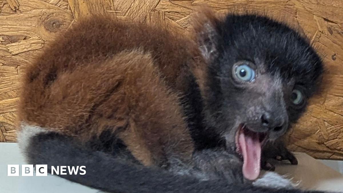 A black and light brown lemur with its tongue sticking out. It is sat on a grey table and has a wooden background behind it.