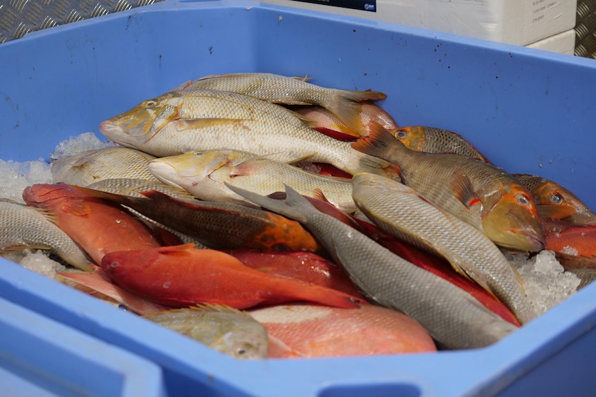 A bucket of fish on ice.