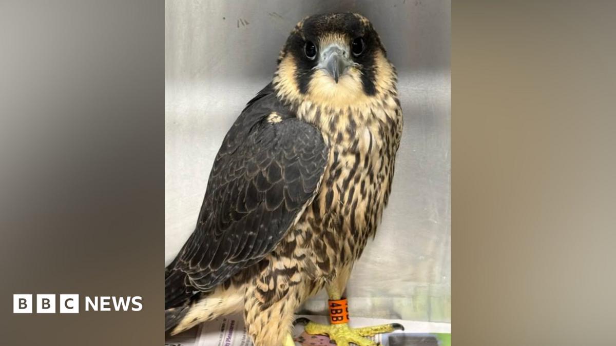 Peregrine falcon known as 4BB