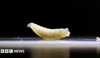 A larvae with a black background