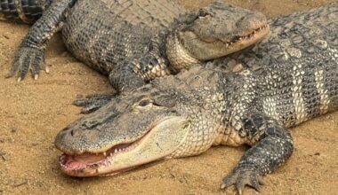 New detail emerges in case of boy, 3, ‘thrown’ into crocodile enclosure | UK | News