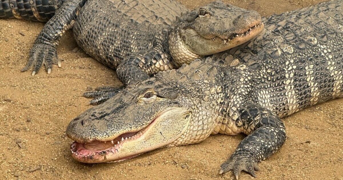 New detail emerges in case of boy, 3, ‘thrown’ into crocodile enclosure | UK | News