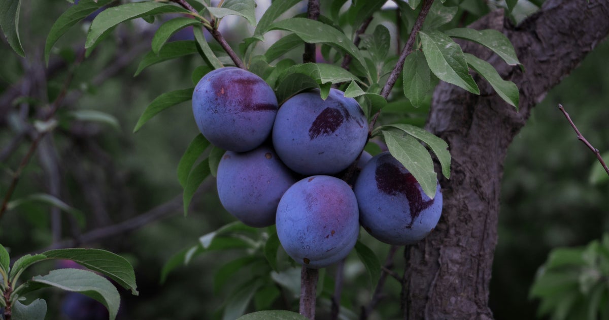 Plum Health Benefits For Your Brain, Heart, Bones, And More