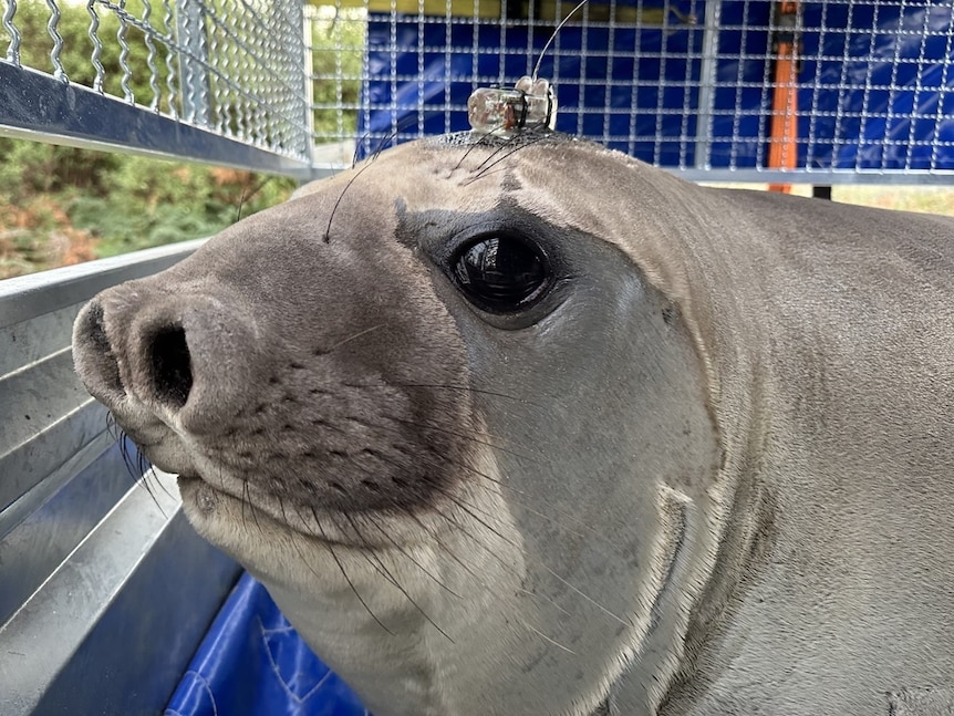 A seal in an enclosure with a small electronic device on its head.