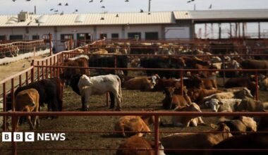 Livestock in pens outside