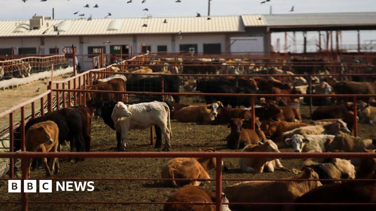 Livestock in pens outside