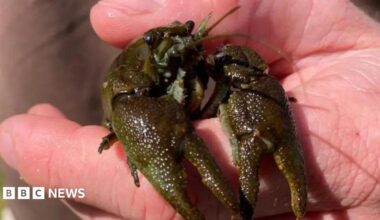 A crayfish being held