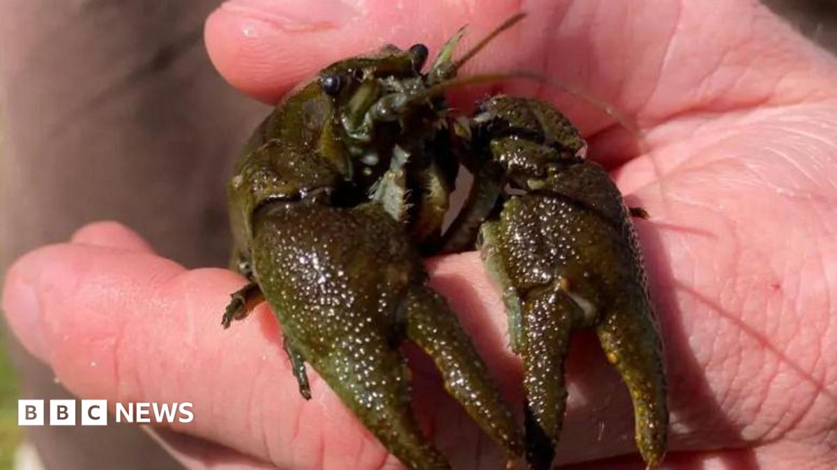 A crayfish being held