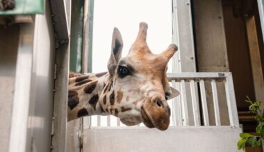New lions and 'too short' giraffe - inside UK's oldest safari park | UK | News