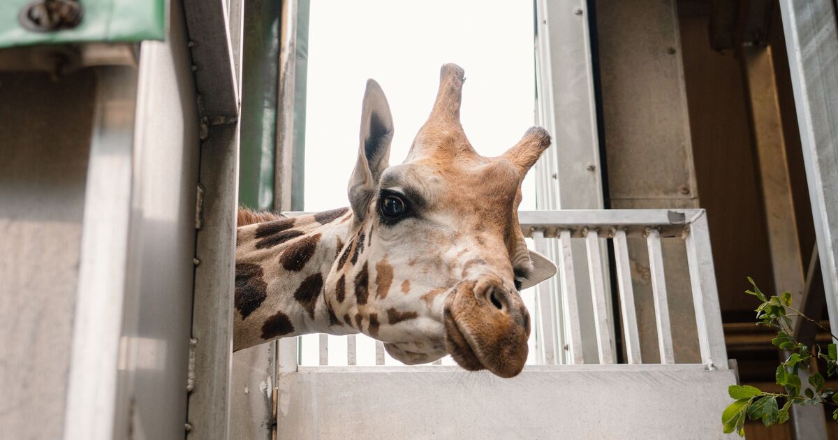 New lions and 'too short' giraffe - inside UK's oldest safari park | UK | News