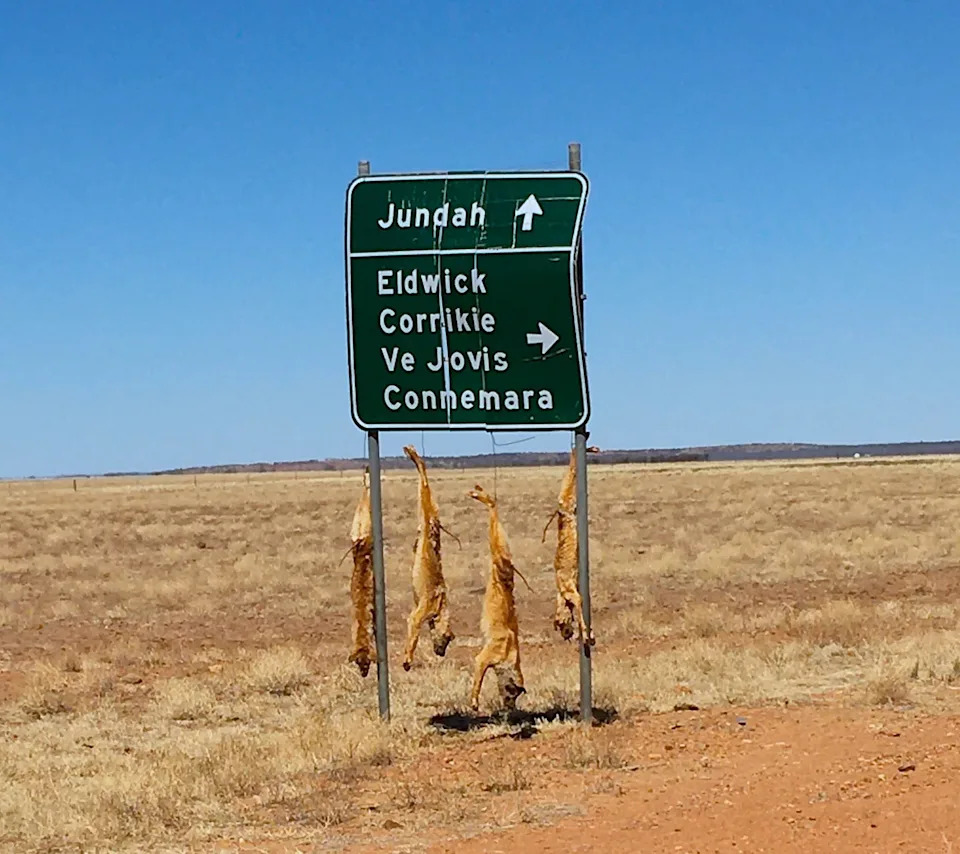 Taken in 2020, this photo shows four dead dingoes hanging from a road sign directing drivers to Jundah, near Winton.