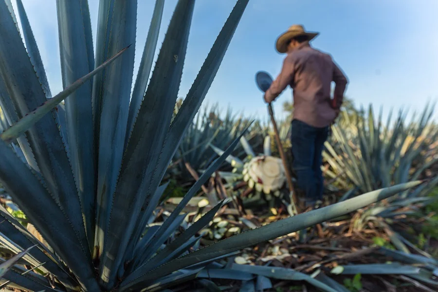 Agave plantation
