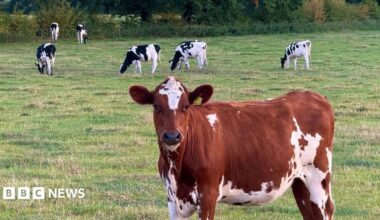 A brown and white cow in the foreground, with black and white cows in the background. They are in a field, with a hedgerow in the distance.