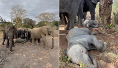 'Elephants are so nurturing and loving': Three sleepy calves turned their herd into a nursery