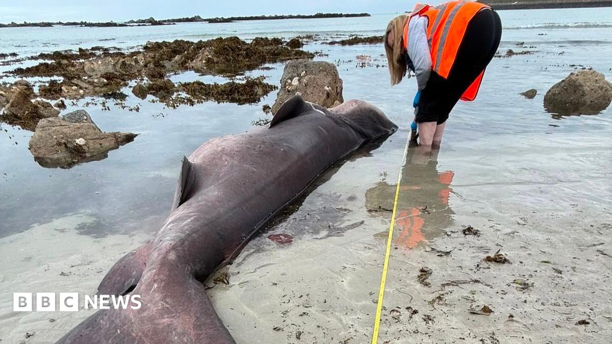 A woman wearing an orange high-vis jacket holds a yellow measuring tape next to a large shark which has washed up on the beach.