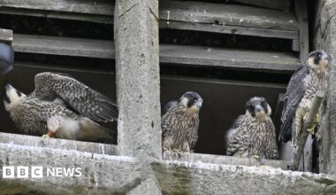 Four peregrine falcons sitting on a grey stone church tower. One has its wings slightly spread. They are all ringed.