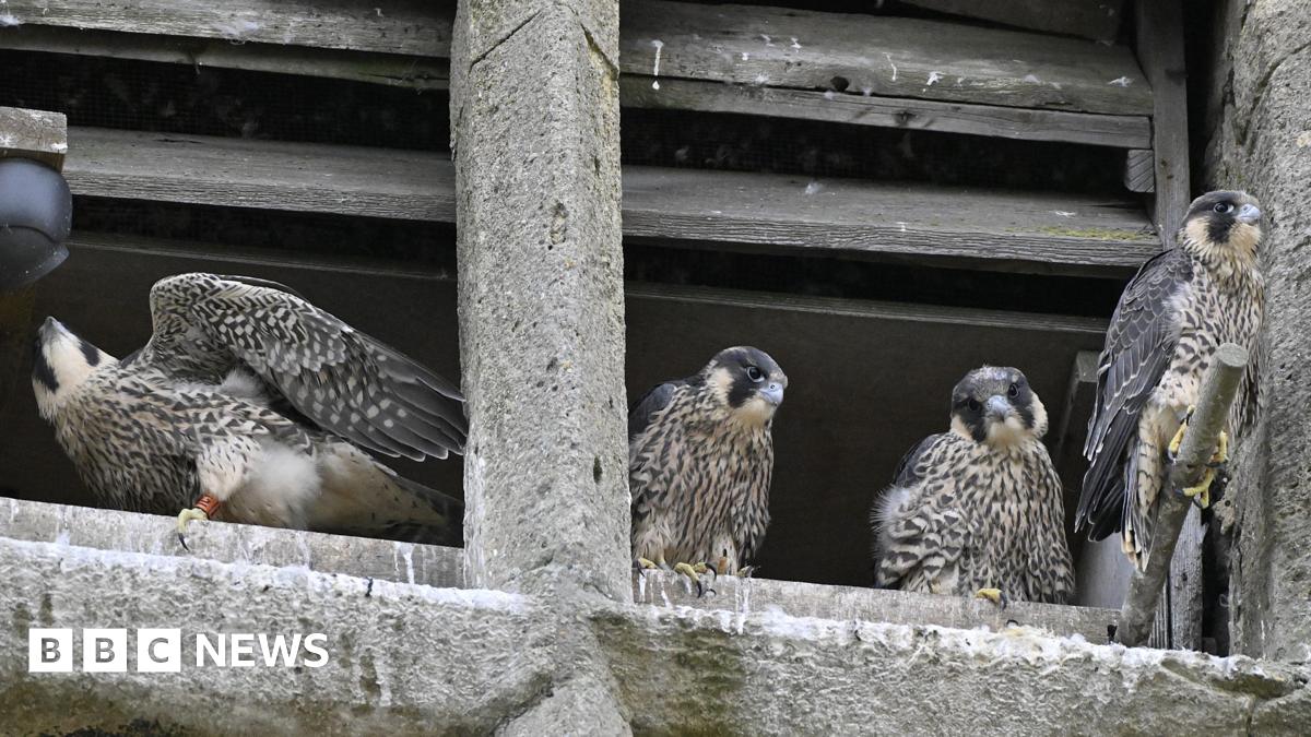Four peregrine falcons sitting on a grey stone church tower. One has its wings slightly spread. They are all ringed.