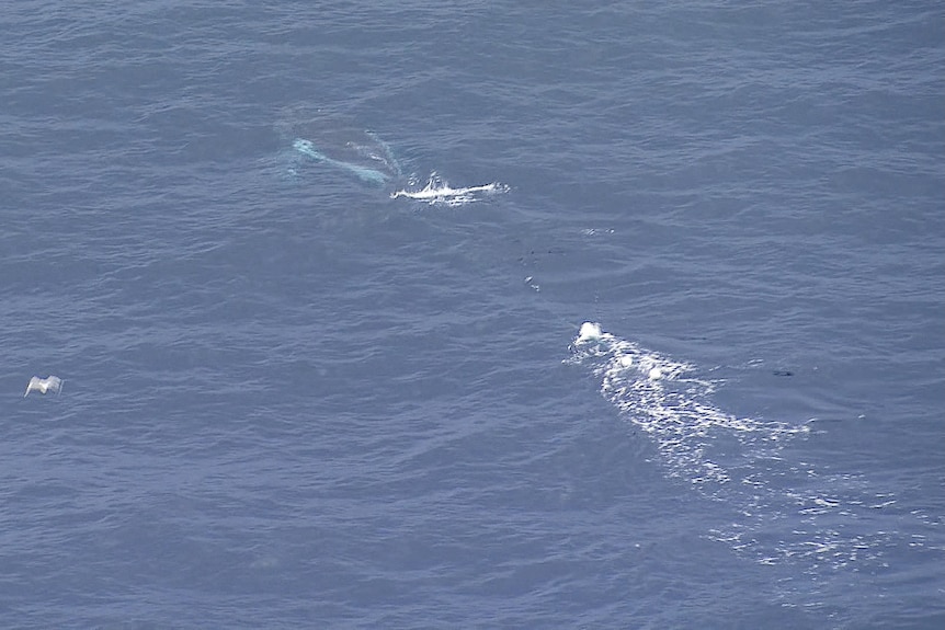 Entangled humpback whale spotted off the NSW coast near Bondi