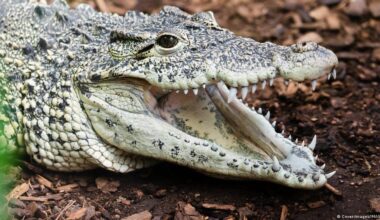 UK police release man arrested in crocodile-toddler incident