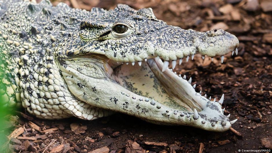UK police release man arrested in crocodile-toddler incident