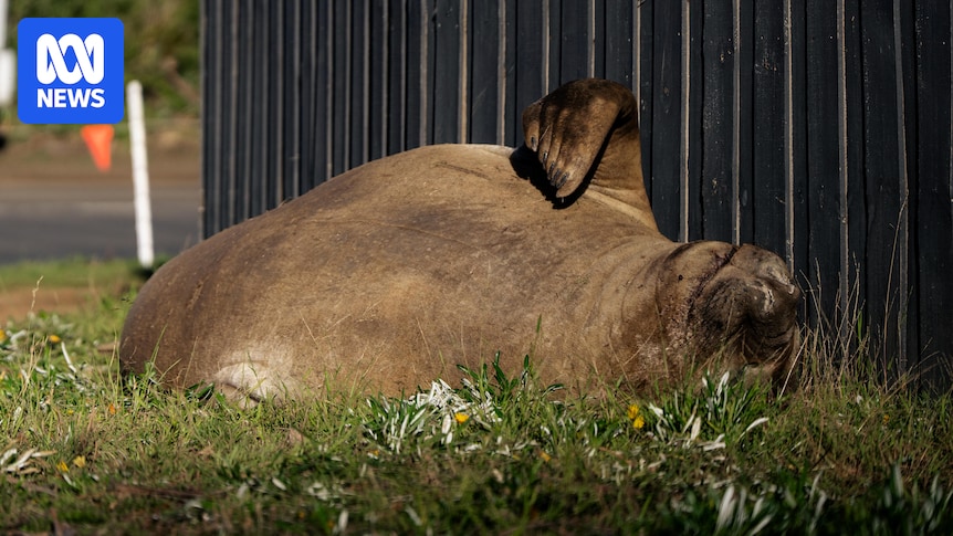 Neil the seal not immune from new bird flu threat despite isolated lifestyle