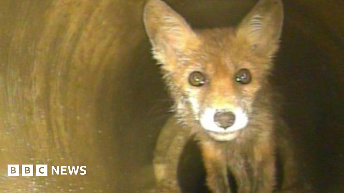 Fox cub in a drain in the dark lit up by a drain inspection camera.